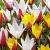 Tulipa mixed