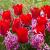 Hyacinthus, Tulipa mixed