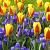 Crocus, Tulipa mixed