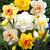 Narcissus mixed