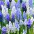 Muscari mixed