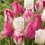 Tulipa mixed