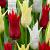 Tulipa mixed