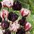 Tulipa mixed