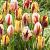 Tulipa mixed