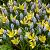 Muscari, Tulipa mixed