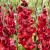 Velvet Raspberry