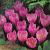 Crocus Kotschyanus