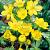 Eranthis Cilicica