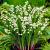 Convallaria Majalis Bridal Choice