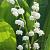 Convallaria Majalis White