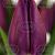 Tulipa Triumph Embrace