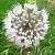 Allium Small Flowering Neapolitanum