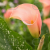 Blushing Lady