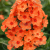 Orange Perfection