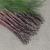 Officinalis Erasmus