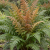 Erythrosora
