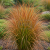 Testacea Prairie Fire