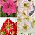 S32 Amaryllis Grandiosa B (4X10)