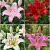S32 Lilium Oriental A (4x30) x 60