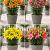 S32 Lilium Pot Asiatic  (4x30) x 60