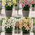 S32 Lillium Pot Oriental (4x30) x60