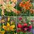 S32 Lillium Tiger (4x30) x 60