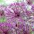 Large flowering Purple Rain