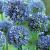 Small Flowering Caeruleum Azureum