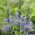 Leichtlinii Caerulea