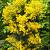 Dealbata Mimosa