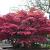 Palmatum