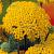 Millefolium Yellow