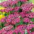 Millefolium Summerwine
