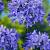 Agapanthus Blue