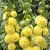 Double Yellow