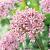 Large flowering Pink Jewel