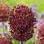 Large flowering Red Mohican