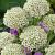 Large flowering Nigrum