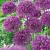 Large flowering Purple Sensation