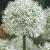 Large flowering Mount Everest