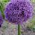 Large flowering Globemaster