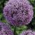 Large flowering Gladiator