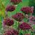 Large flowering Atropurpureum