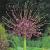 Large flowering Schubertii