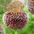 Large flowering Forelock
