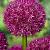 Large flowering Beau Regard
