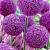 Large flowering Ambassador