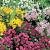 Small Flowering Mix