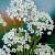 Small Flowering Cowanii